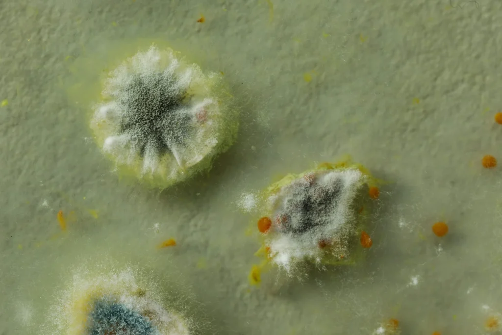 Image of mold growth on a surface requiring professional mold remediation