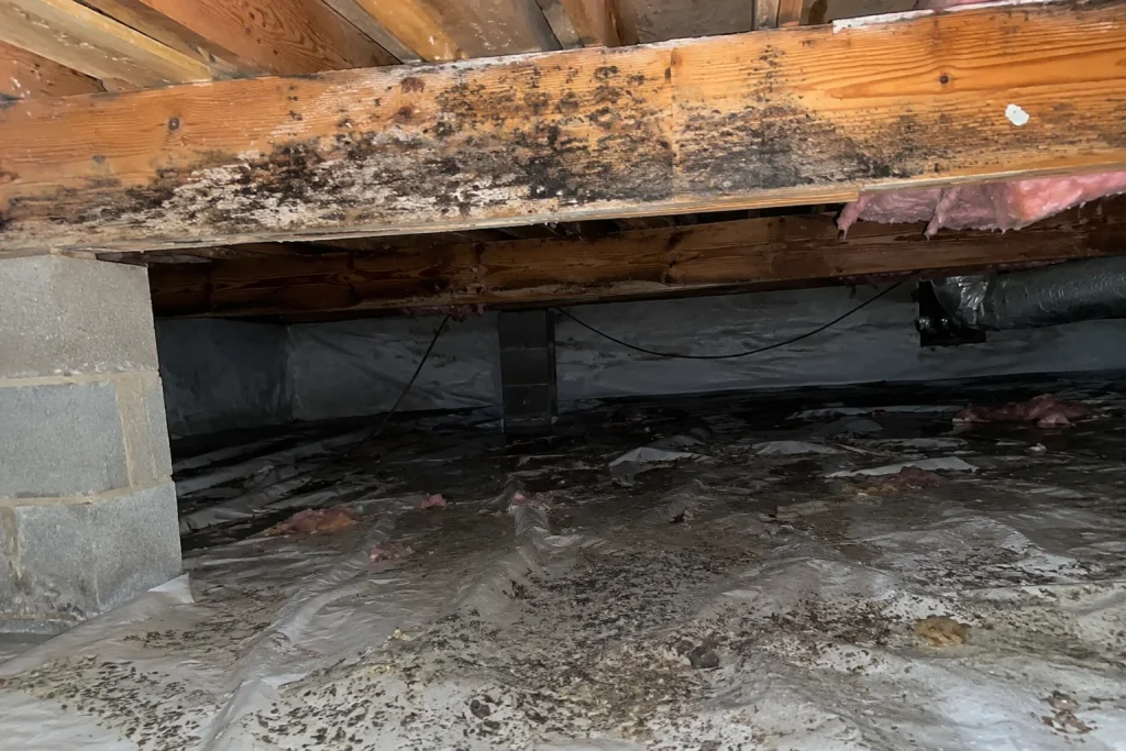 image of crawl space under new york home with serious mold